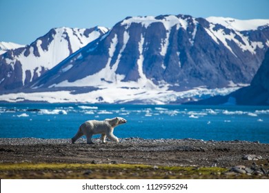 Polar Bear In South Spitsbergen