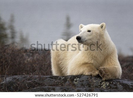 Polar bear sow, close up, lying on a boulder.  Autumn in Churchill, Manitoba, Canada
