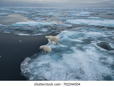 polar bear sow and cub on ice floe in norwegian arctic waters, wide angle view to horizon