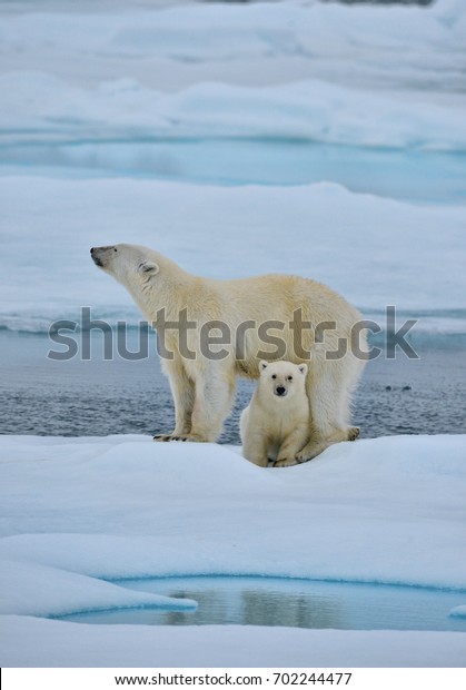 polar bear sow and cub pose on ice floe in\
norwegian arctic waters