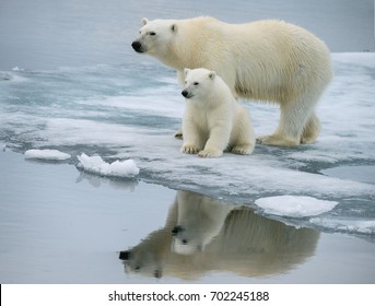 polar bear sow and pose together on ice floe in norwegian arctic waters, with nice reflection