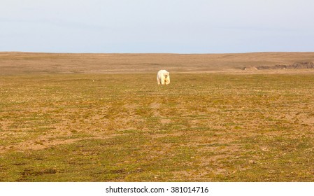 Polar Bear In Polar Space Of Desert, Seaside. Novaya Zemlya Archipelago, South Island