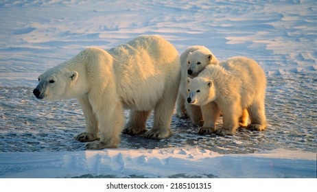 Polar Bear Standing With Her Two Cubs On Canadian Arctic Frozen Tundra