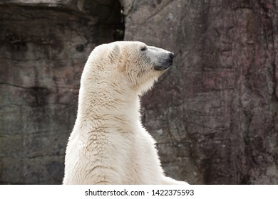 A Polar Bear Standing Up Looking Away From The Camera.