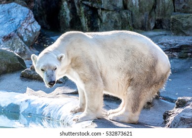 A Polar Bear Standing Next To A  Reflecting Pond