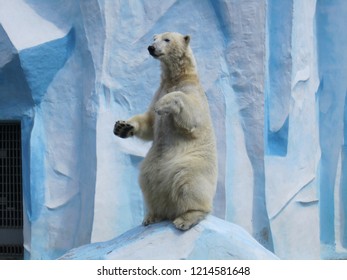 Polar Bear Standing Up  On Back Legs