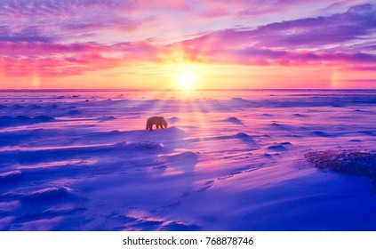 Polar Bear Standing On Canadian Arctic Tundra At Sunset