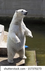 Polar Bear Standing On Its Hind Legs.