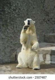 Polar Bear Standing Up On The Hind Legs Bare Its Fangs