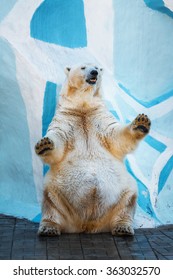 Polar Bear Standing On Its Hind Legs.dancing