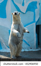 Polar Bear Standing On Its Hind Legs