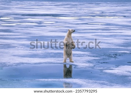 Polar bear standing on its hind legs and looking