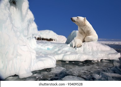 polar bear standing on the ice block
