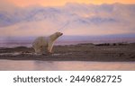 A polar bear standing on a rocky beach
