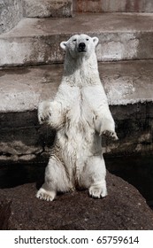 Polar Bear Standing On Two Legs