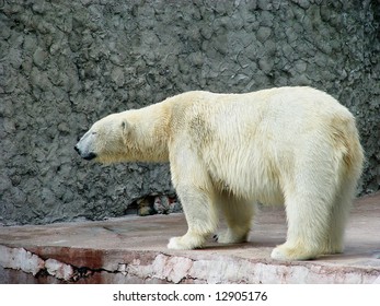 Polar Bear Standing At Side View