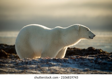 Polar Bear Stands Behind Ridge In Profile