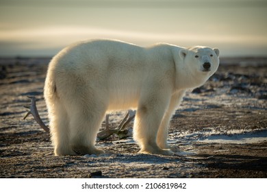 Polar Bear Stands By Antlers In Profile