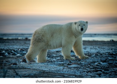 Polar Bear Stands On Flat Snowy Tundra