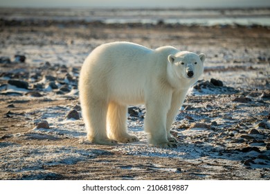 Polar Bear Stands On Snowy Tundra Eyeing Camera