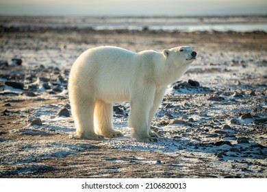 Polar Bear Stands On Snowy Tundra Raising Head