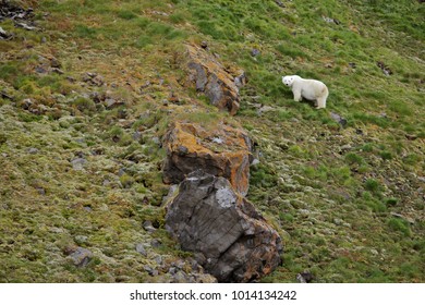 Polar Bear In Summer Arctic - Climate Change - Franz Josef Land
