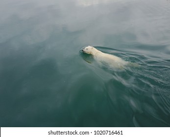 Polar Bear Swim In Arctic Ocean Near Wrangel Island