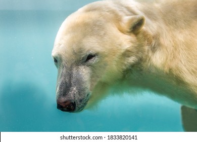 A Polar Bear Swiming Underwater