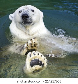 Polar Bear Swimming