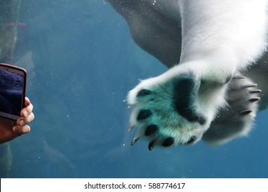 Polar Bear Swimming