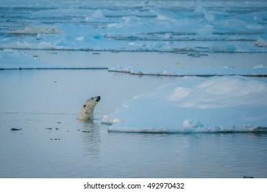 Polar bear swimming in the Arctic Ocean between ice floes in Svalbard, Norway.