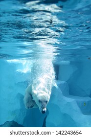 Polar Bear Swimming Diving In Water At Zoo