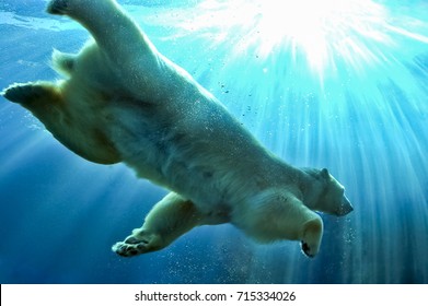 Polar Bear swimming underwater