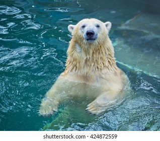 Polar Bear Swimming In Water