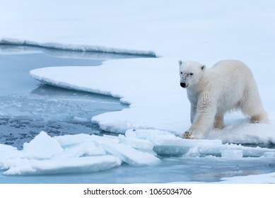 Polar Bear Tentatively Stepping Onto Thin Broken Ice