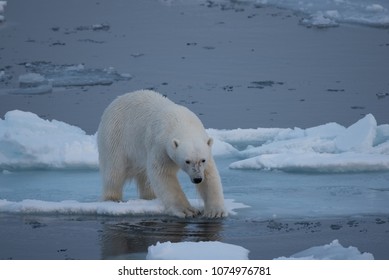 Polar Bear Tentatively Testing Thin Ice