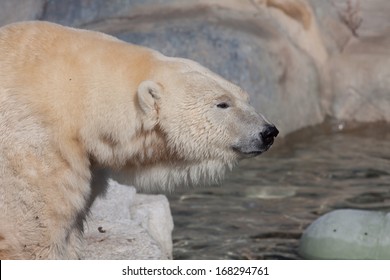 Polar Bear In Toronto Zoo