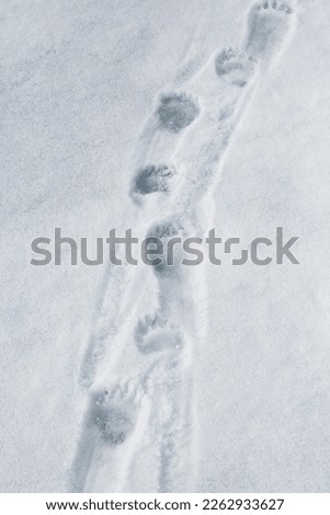 Similar – Barefoot tracks in the snow