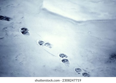 Polar bear tracks in the wet snow. Arctic Ocean, offing. Top view - Shutterstock ID 2308247719