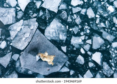 A polar bear trying to cool off by lying on a piece of ice melting due to global warming in the polar region