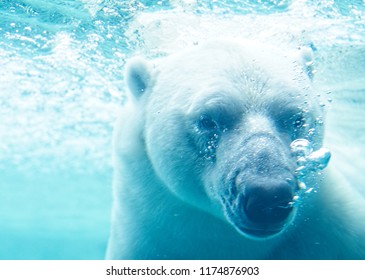 Polar Bear Underwater With Bubbles - Powered by Shutterstock