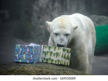 Polar Bear Unwrapping Chrismtas Presents