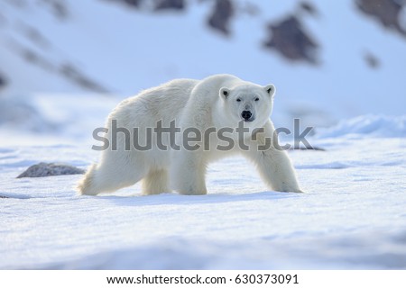 Polar Bear (Ursus maritimus),