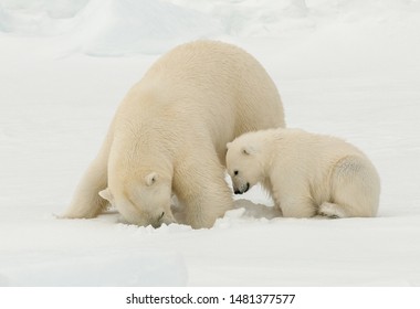 Polar Bear (Ursus Maritimus) Adult With Cub Digging A Hole For Prey