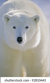 Polar Bear (Ursus Maritimus) Churchill, Manitoba, Canada.