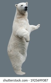 Polar Bear (Ursus maritimus) close up - Shutterstock ID 1925699387