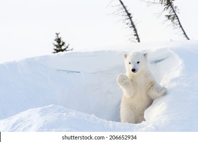 Polar Bear (Ursus maritimus) cub coming out den and playing around, Wapusk national park, Canada.