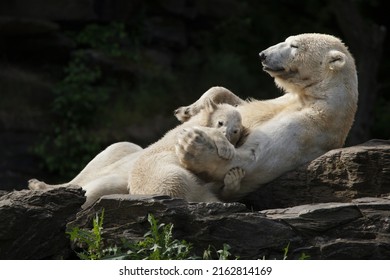 Polar bear (Ursus maritimus) with its cub at Tierpark Berlin in Berlin, Germany. Female polar bear Hertha was born on 1st December 2018 to her mother Tonja and father Wolodja. 