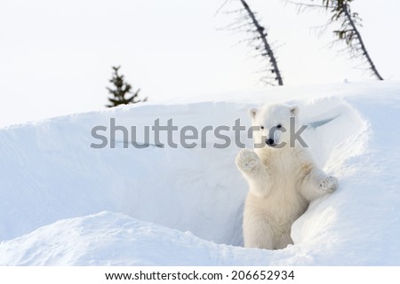Polar Bear (Ursus maritimus) cub coming out den and playing around, Wapusk national park, Canada.