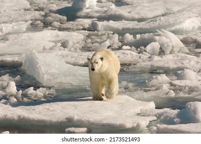 Polar Bear (Ursus Maritimus), Davis Strait, Nunavut, Canada